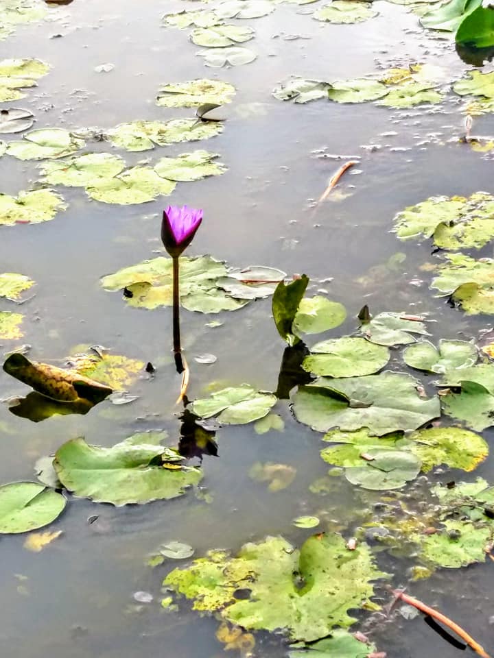 訪農禪寺思百丈禪師