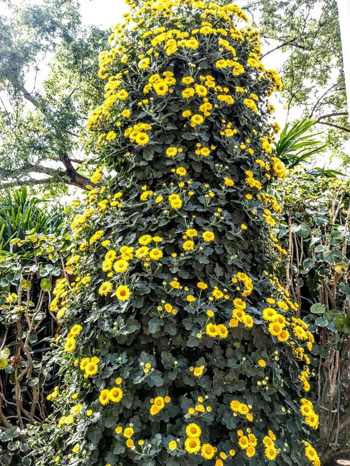 看士林官邸菊花展