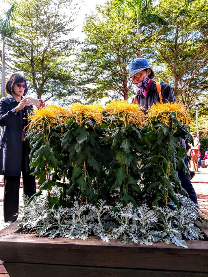 看士林官邸菊花展