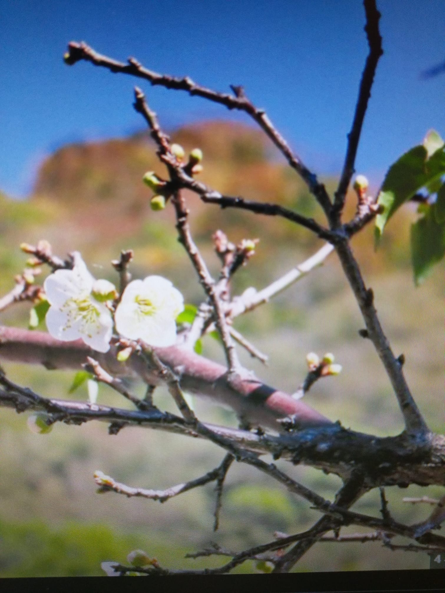 沉睡梅樹被喚醒