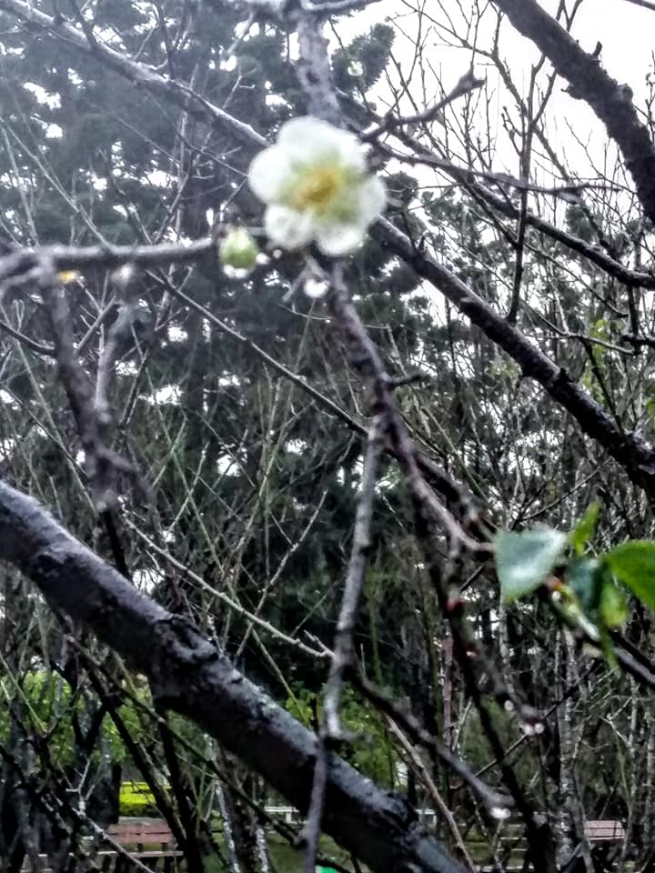 賞白梅看白鷺鷥