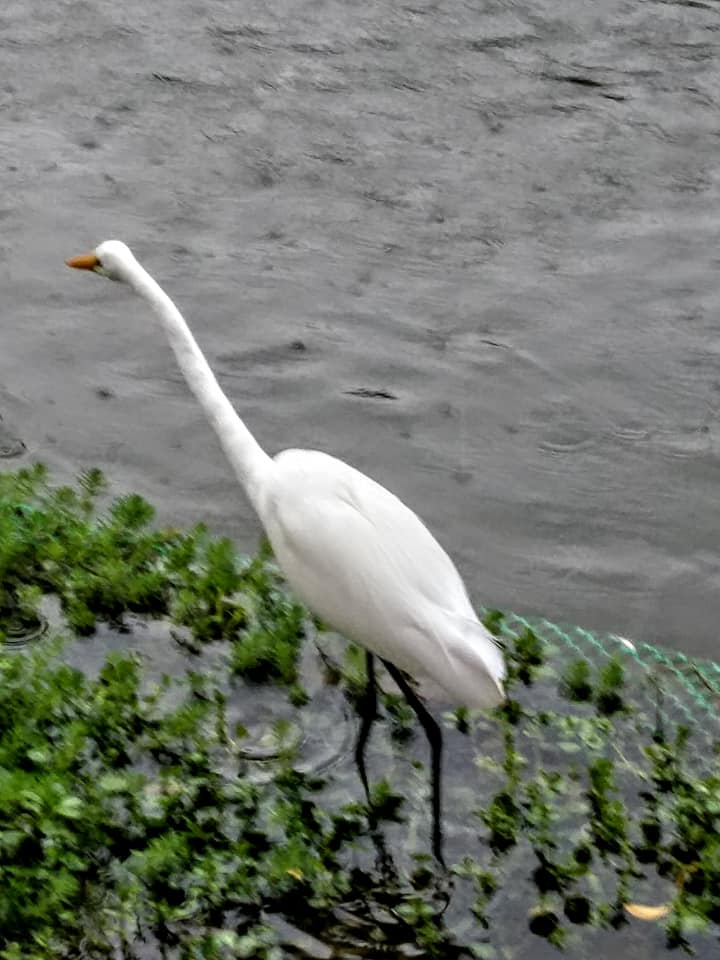 賞白梅看白鷺鷥