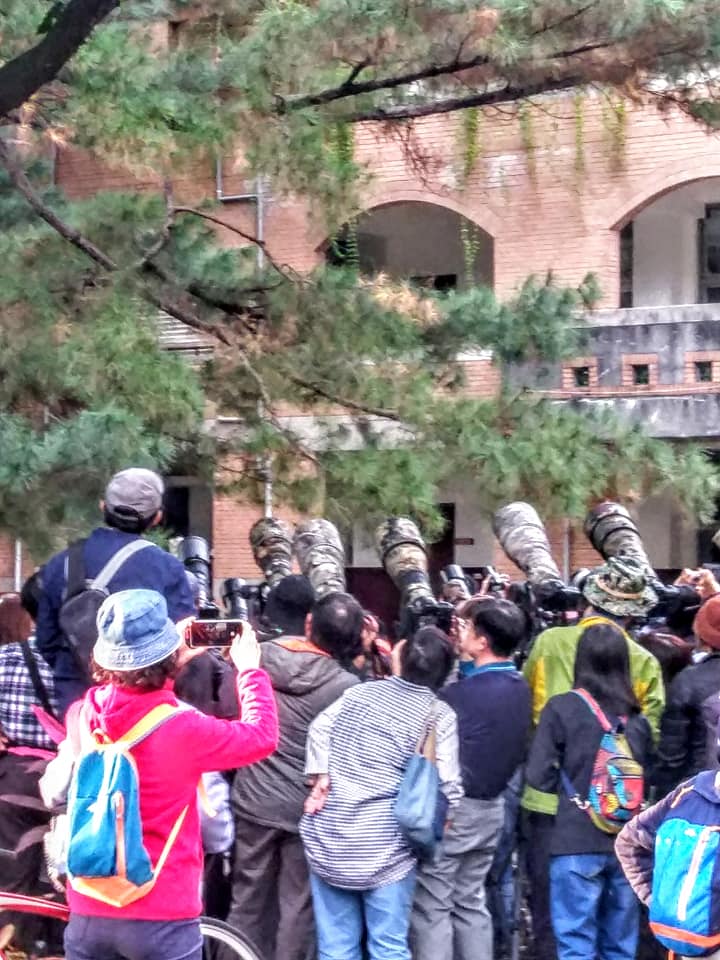 貓頭鷹現身台大校園