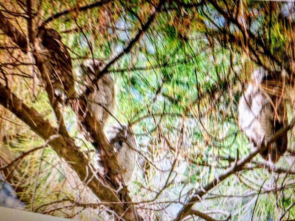 貓頭鷹現身台大校園