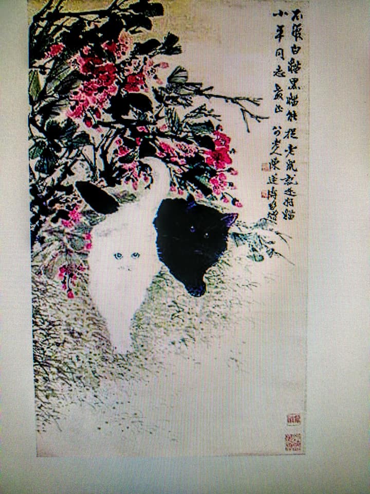 柯文哲大白貓戲鼠