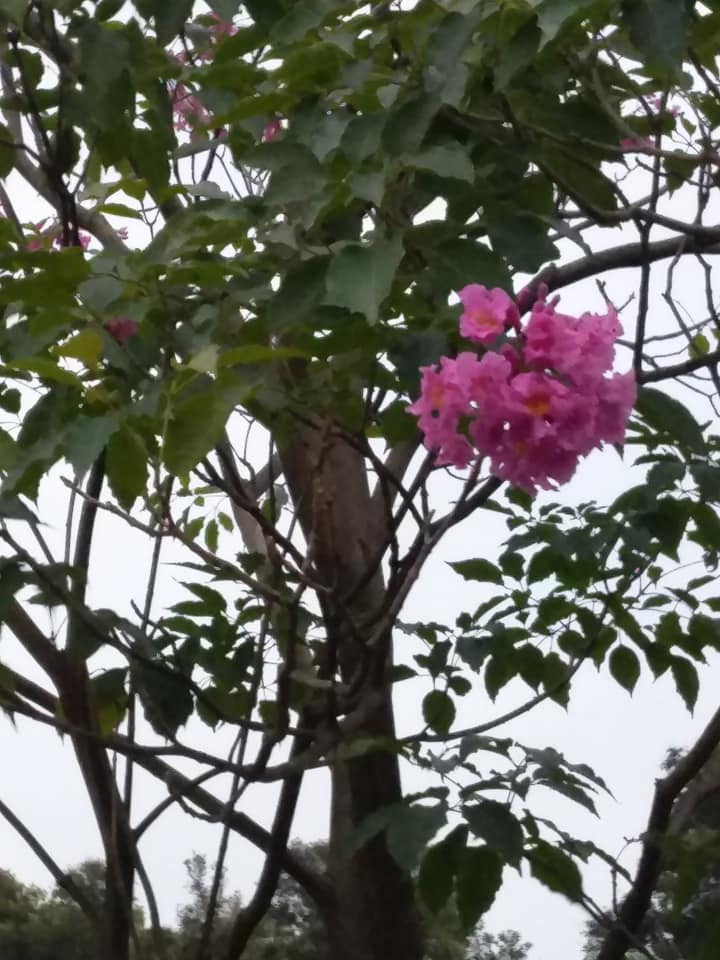 大選後遊介壽公園