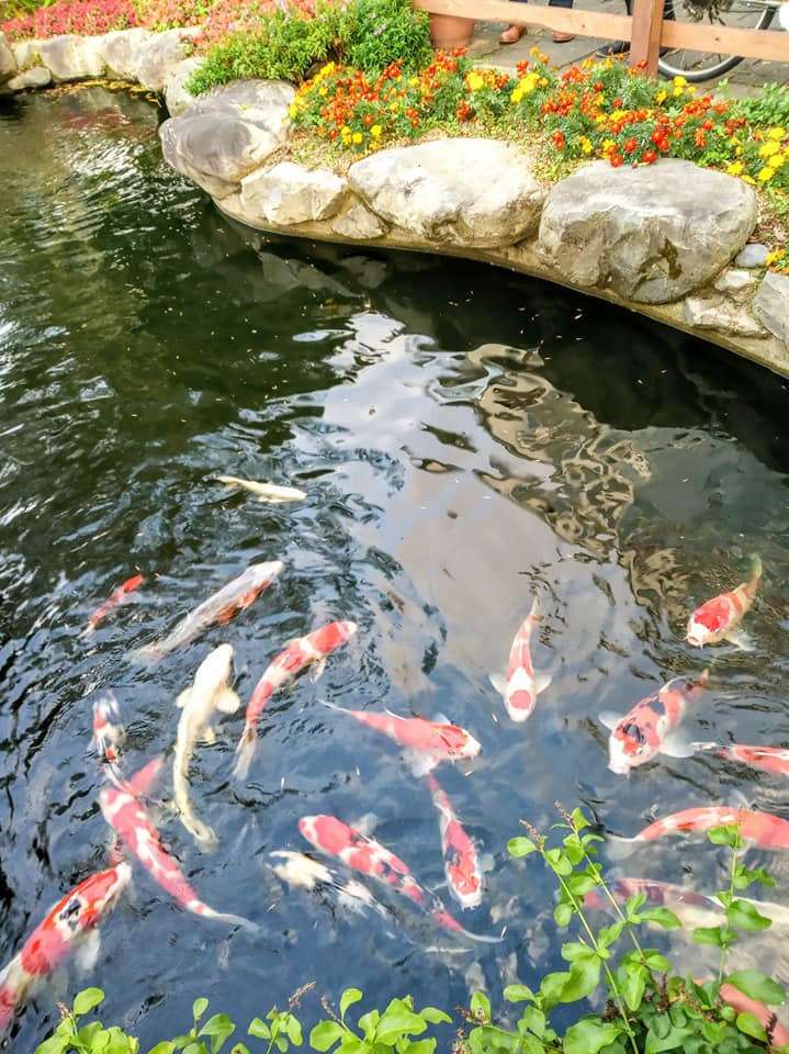 迎春送“鯉”年年有餘