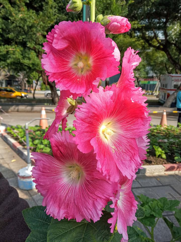 從士林捷運站到士林官邸途中，靠