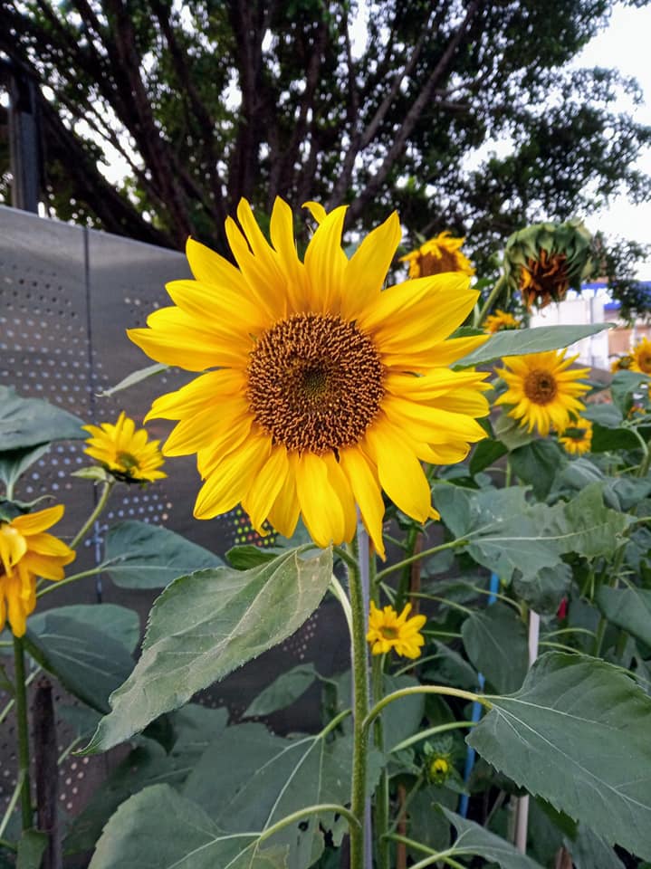 從士林捷運站到士林官邸途中，靠