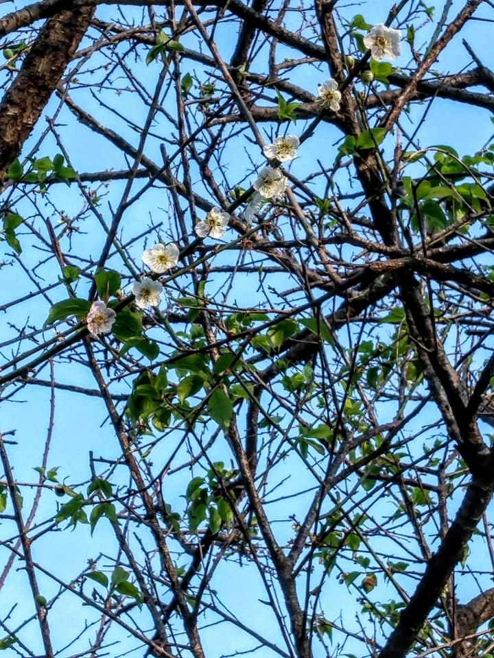 殘梅結子順時圓滿