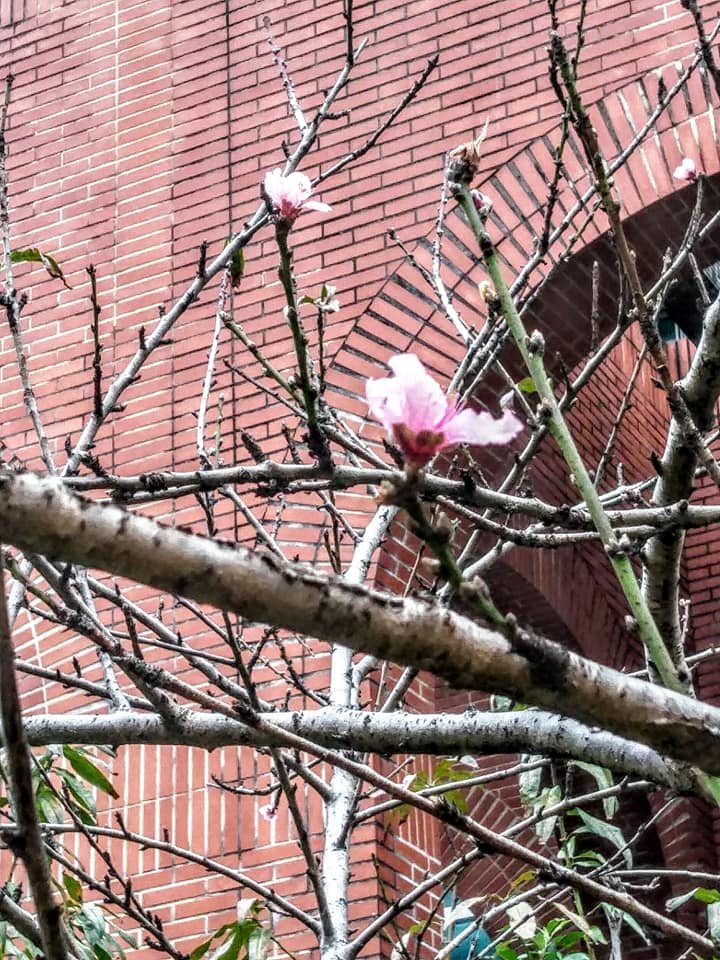 桃花無語怨東風