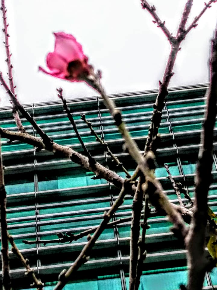 桃花無語怨東風