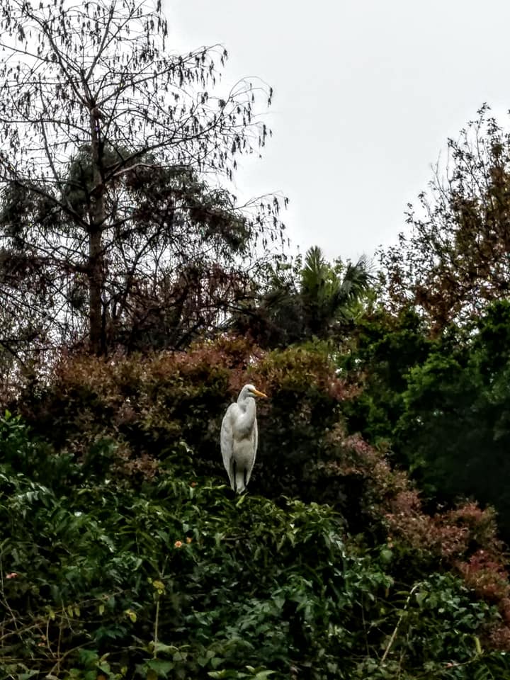 植物園三隻鳥的沉思