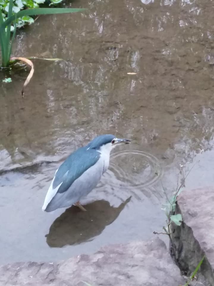 植物園三隻鳥的沉思