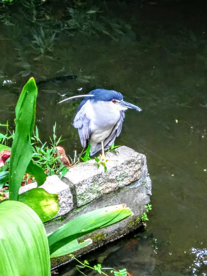 植物園三隻鳥的沉思