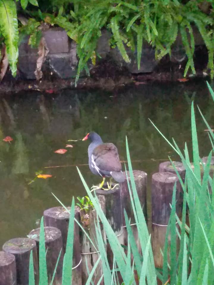 植物園三隻鳥的沉思