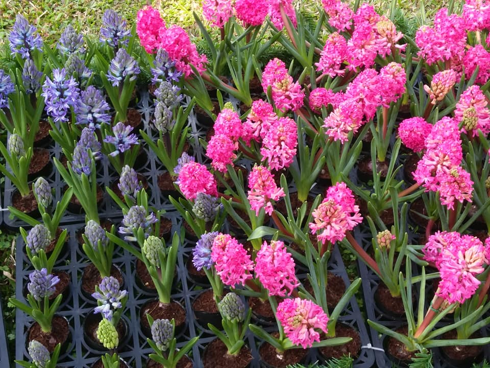 從官邸鬱金香花展