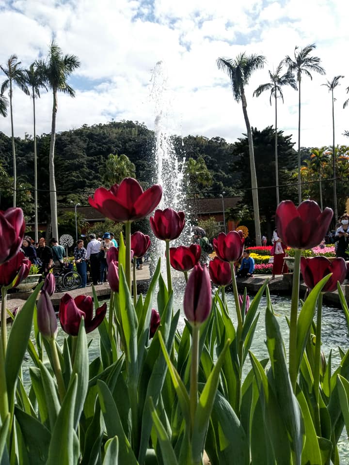 從官邸鬱金香花展