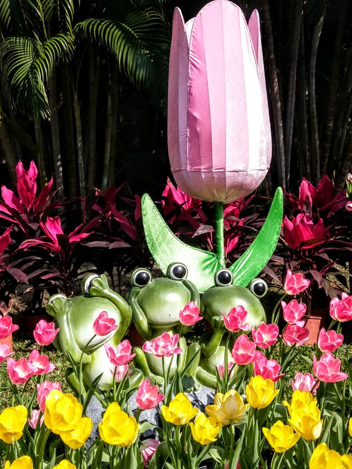 從官邸鬱金香花展