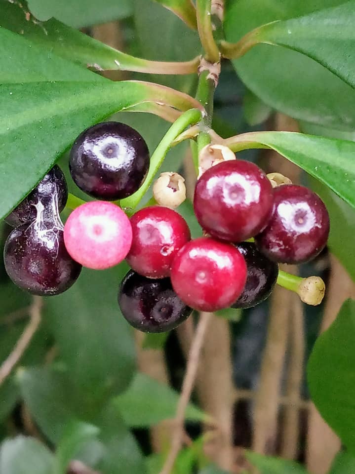 學春不老的平凡