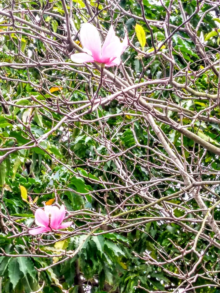 學春不老的平凡