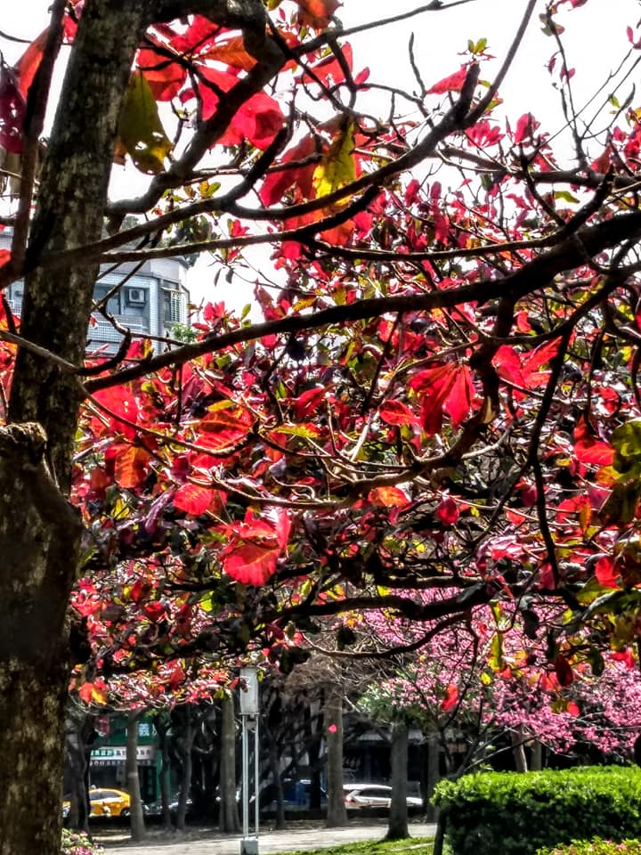 綠意盈盈紅葉成片