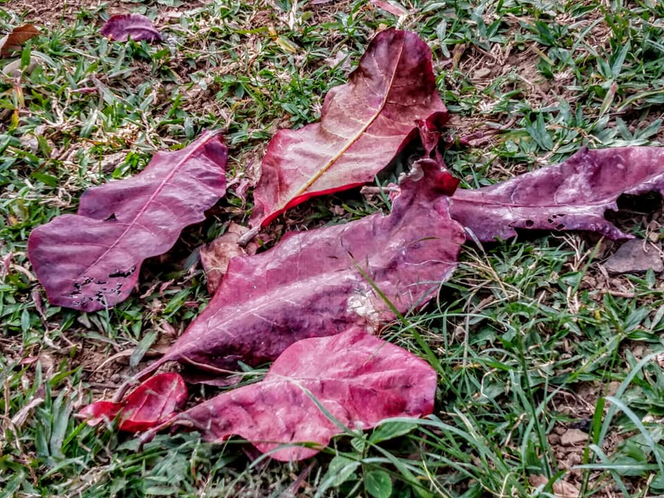 綠意盈盈紅葉成片
