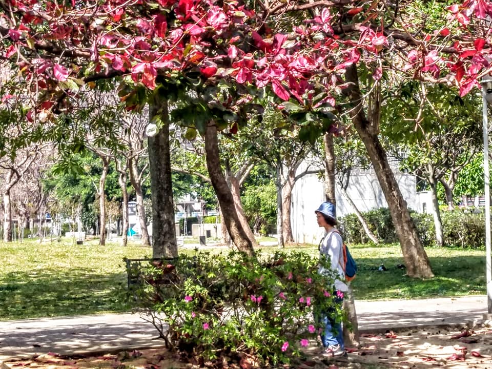 綠意盈盈紅葉成片