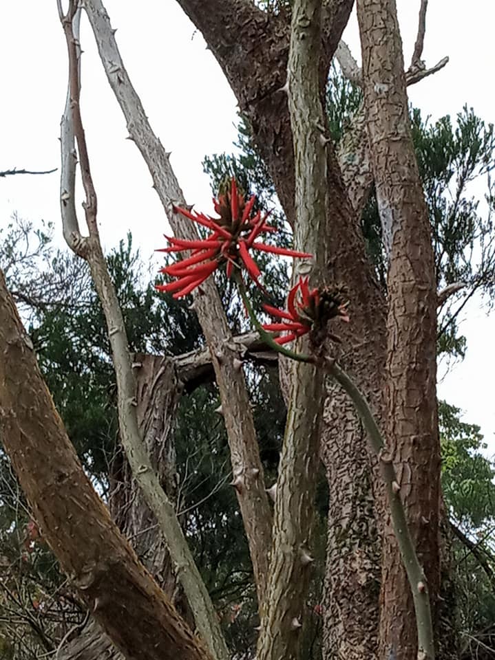 火炬刺桐花豔紅枝頭