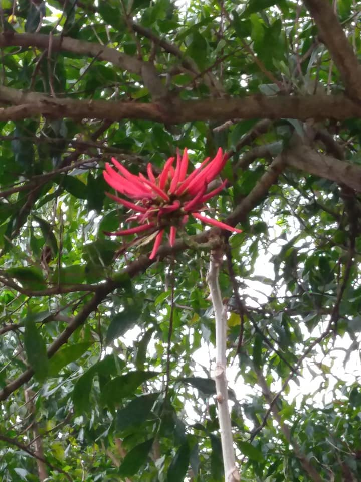 火炬刺桐花豔紅枝頭