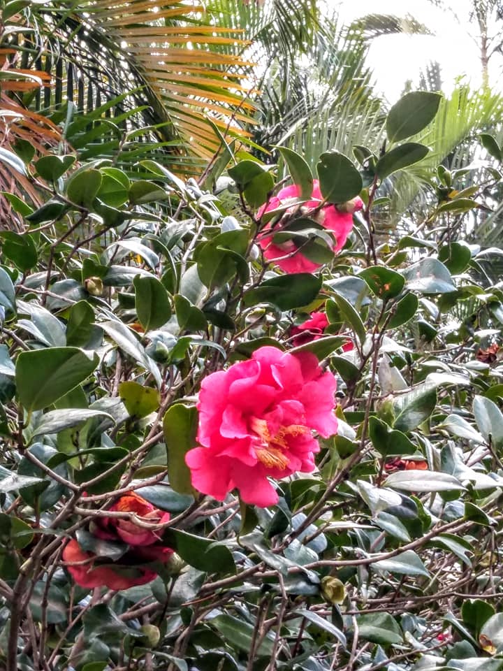 送您一朵山茶花