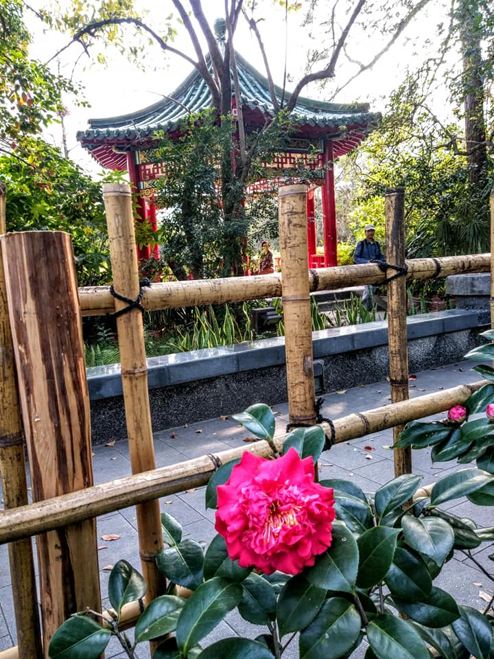 送您一朵山茶花