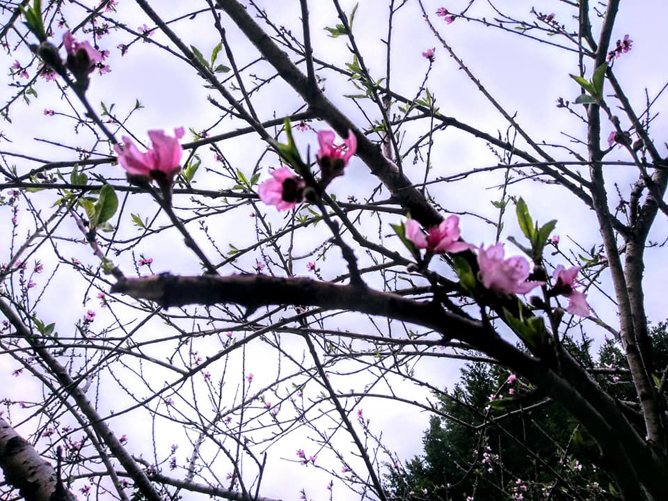 桃花雖仰面而開