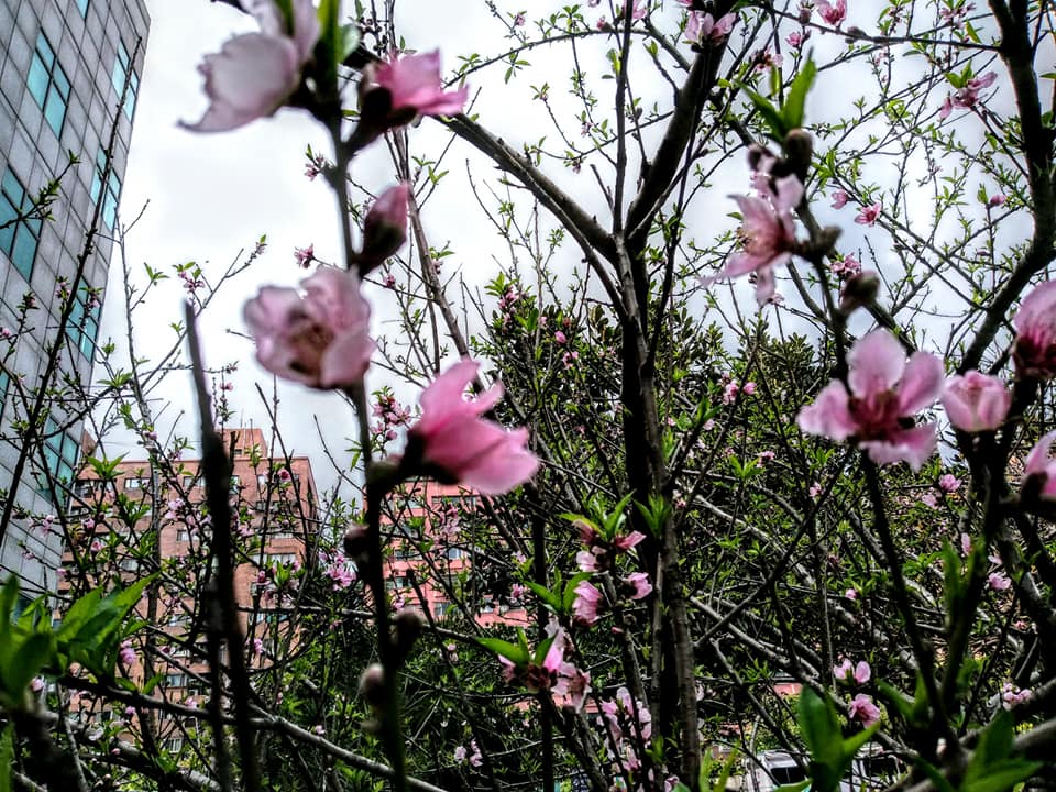 桃花雖仰面而開