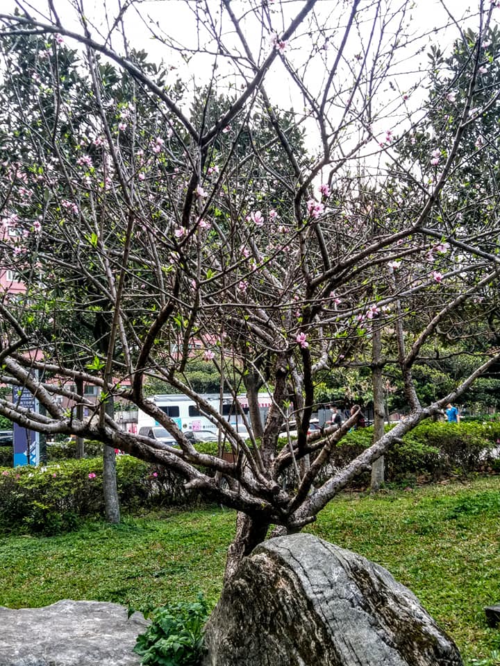 桃花雖仰面而開