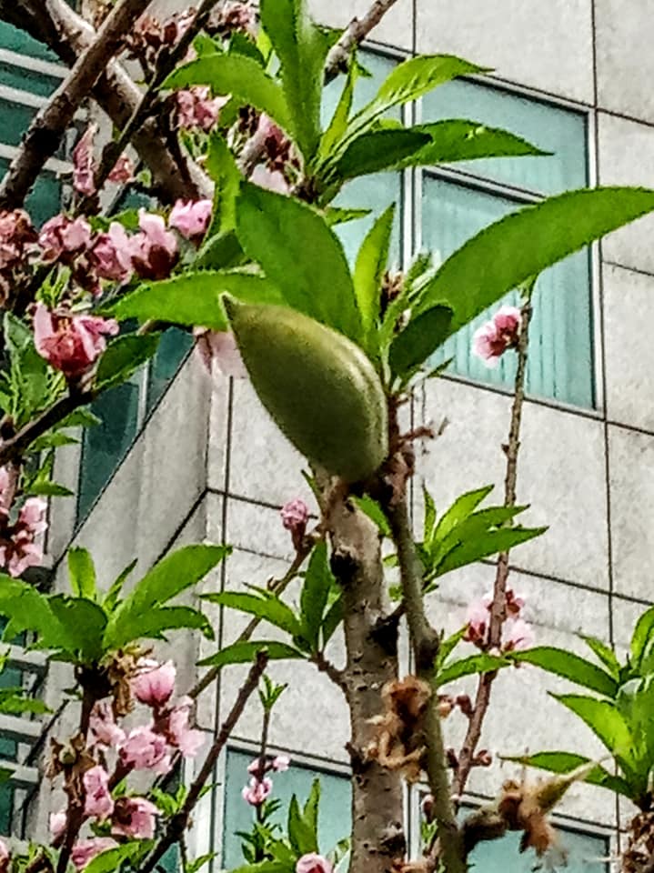 桃樹開花又結果