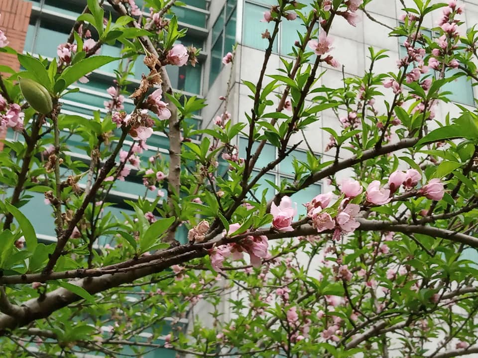 桃樹開花又結果