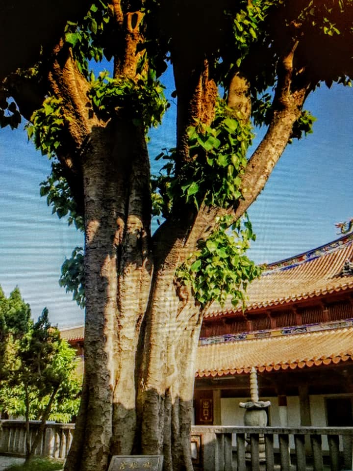 菩提本無樹卻是替身多