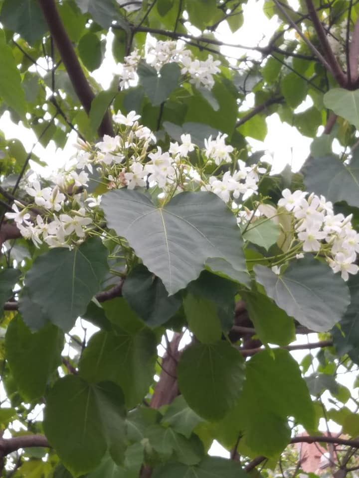 桐花春雨總哀春