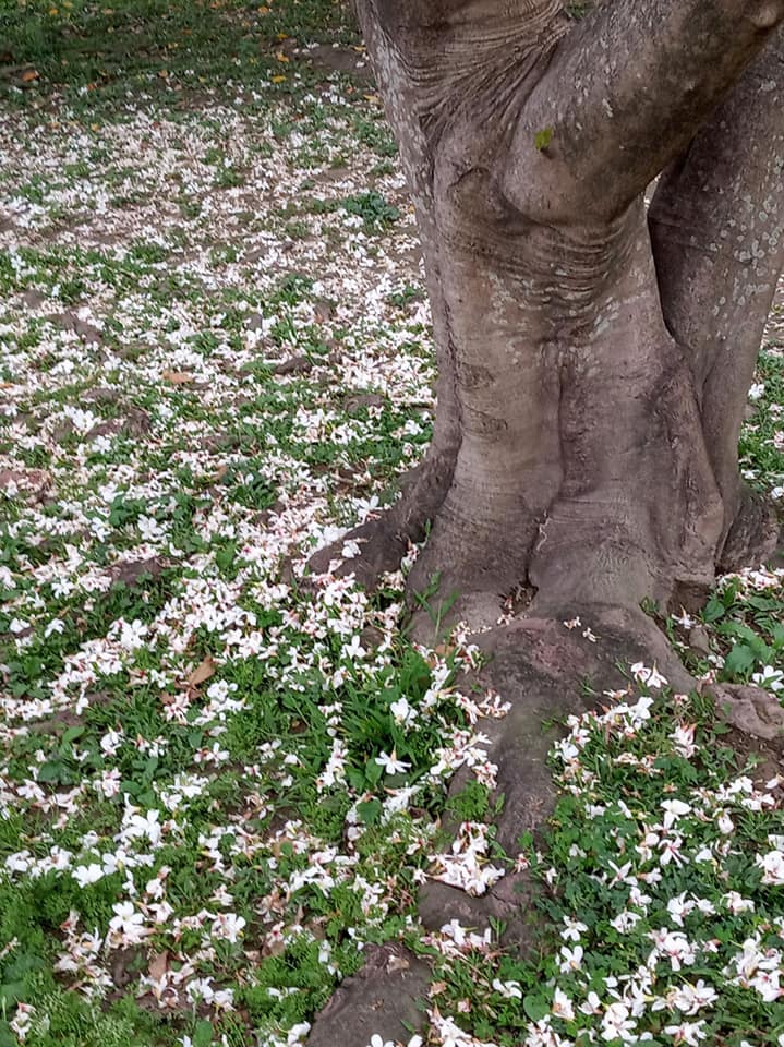 桐花春雨總哀春