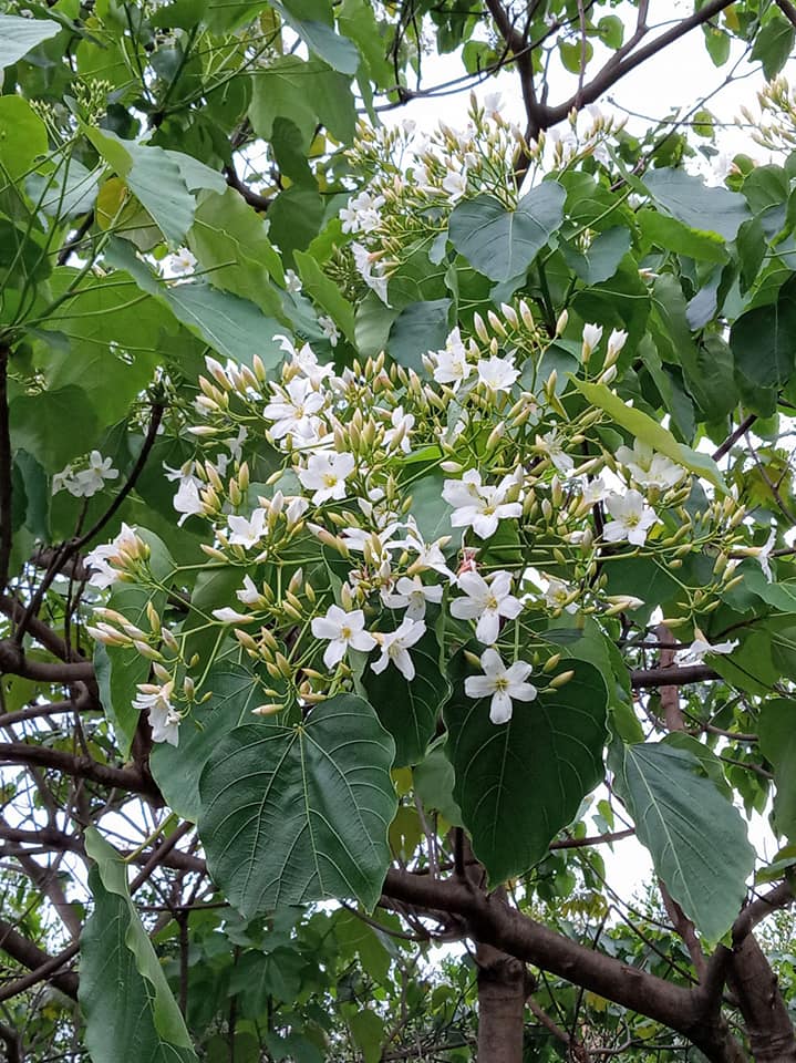 桐花春雨總哀春