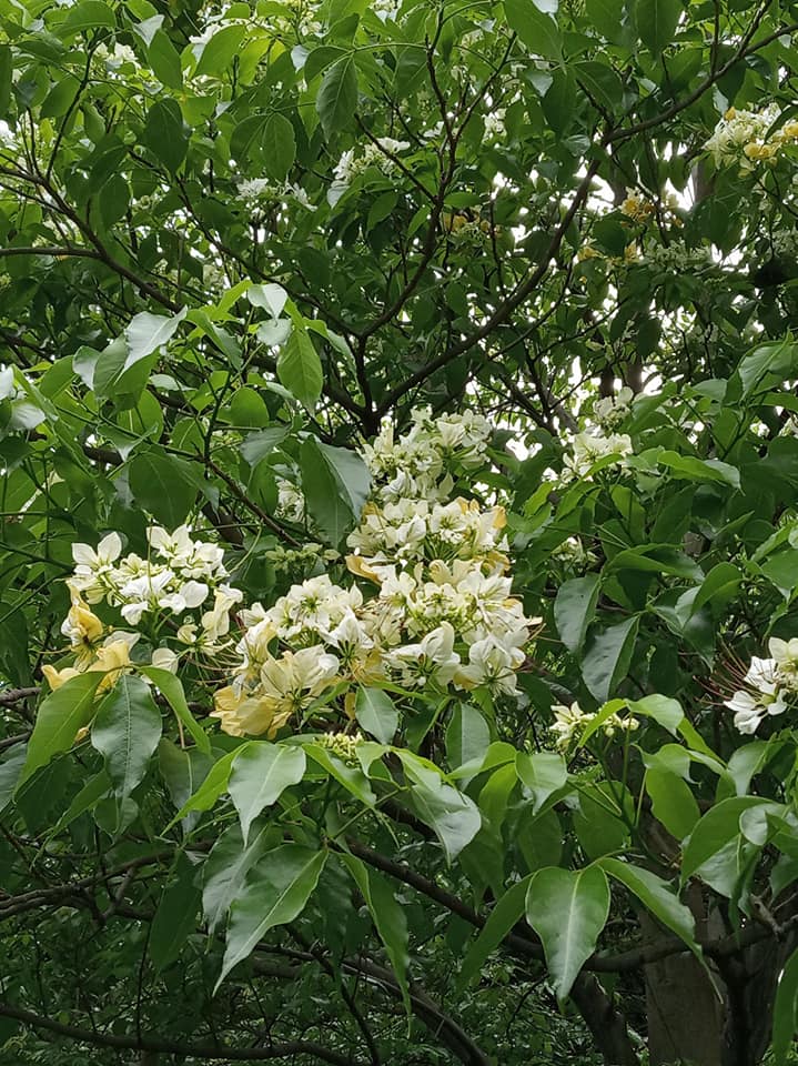 是魚木樹開花