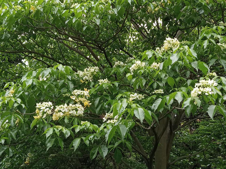 是魚木樹開花