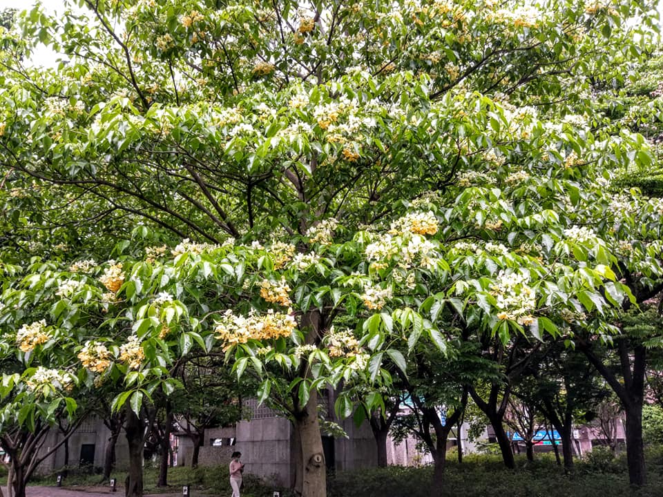 是魚木樹開花