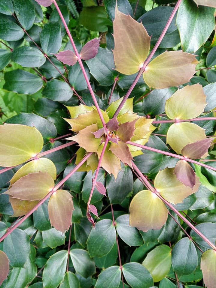 霸氣植物“十大功勞”