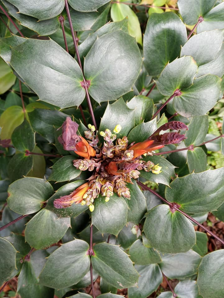 霸氣植物“十大功勞”