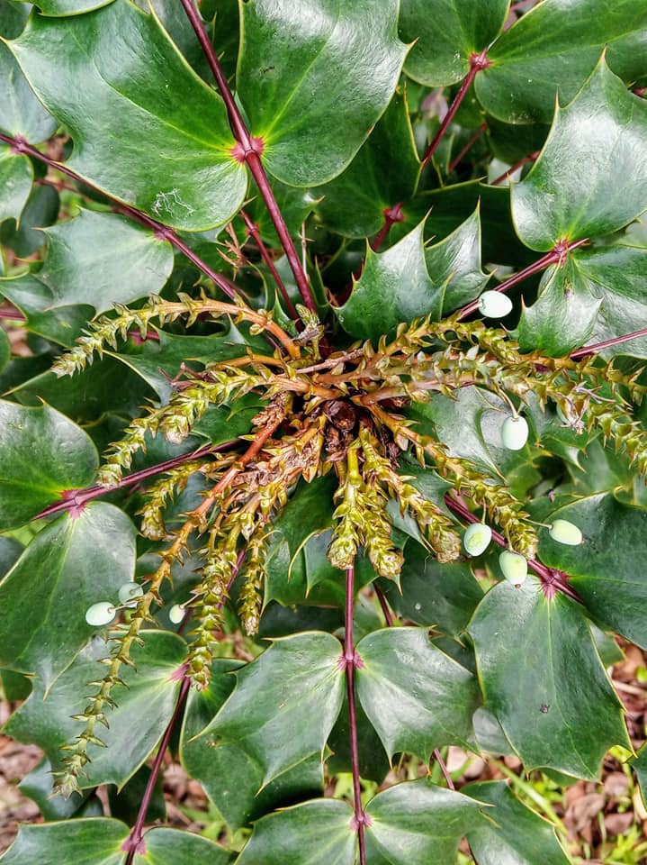 霸氣植物“十大功勞”