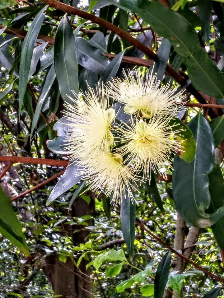 蒲桃花不是桃花