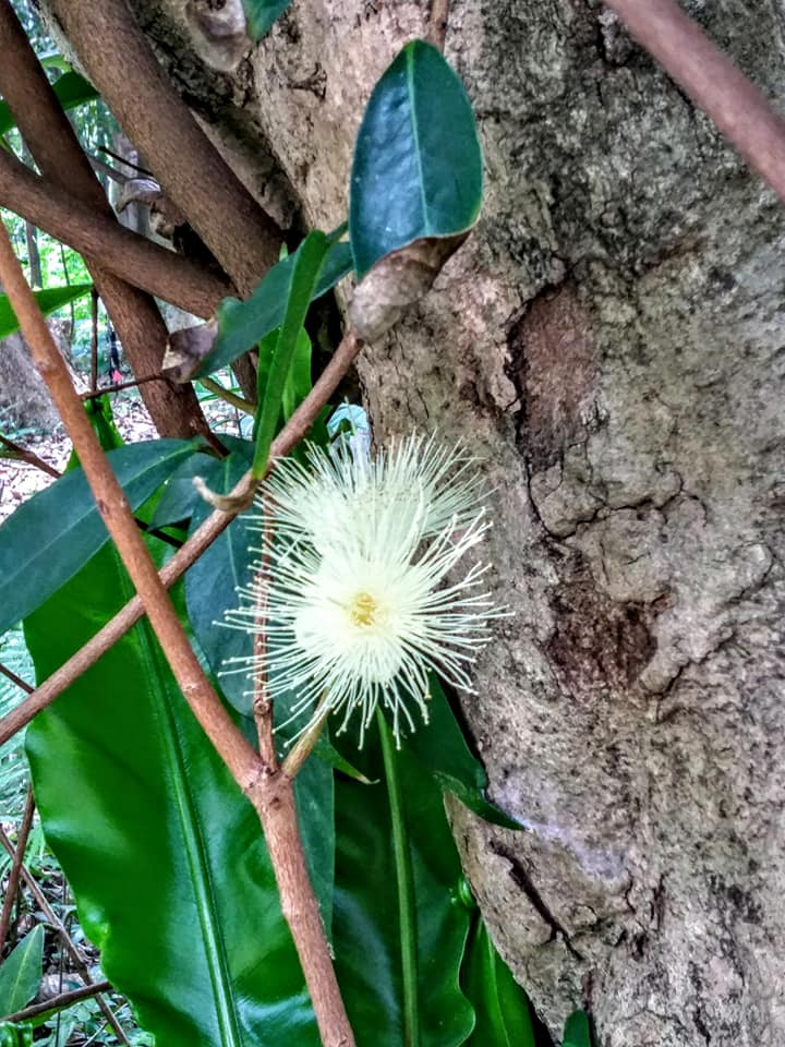 蒲桃花不是桃花