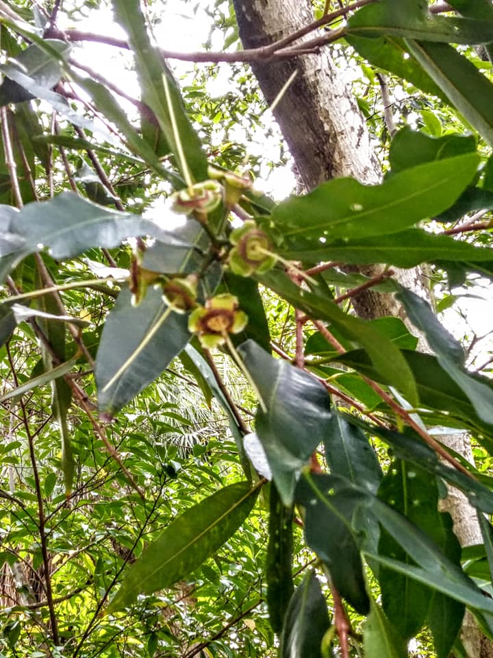 蒲桃花不是桃花